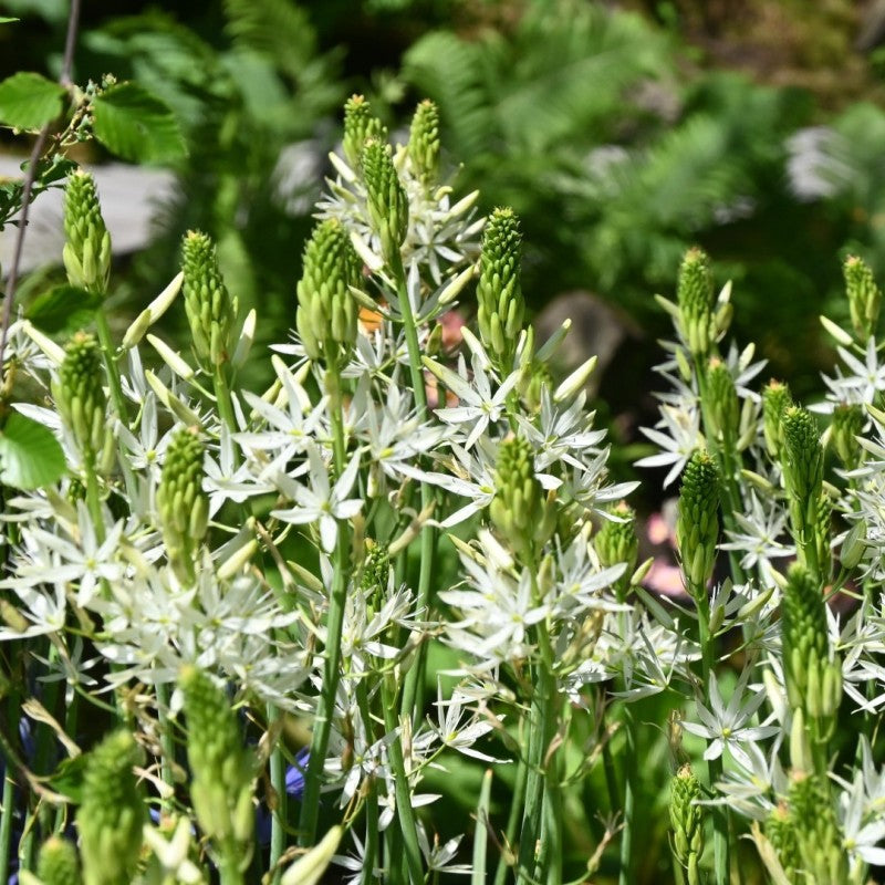 White Camassia-Alba-Perfect for naturalistic gardens 50 in Box