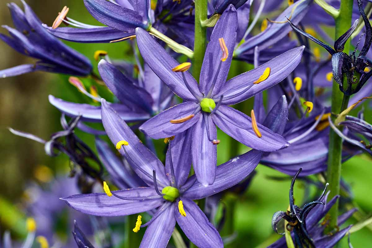 North American Wild Hyacinth-Small Camas-Ideal for Wildflower Gardens 250 in Box