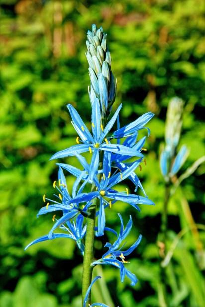 Camassia Esculenta, Light To Deep Violet Blue Star Shaped Flowers - View 12 from www redcrocus com