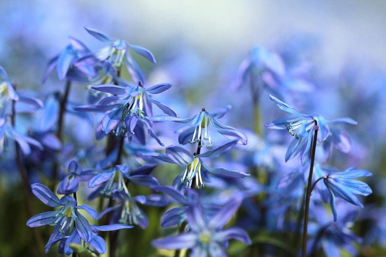 Camassia Esculenta, Light To Deep Violet Blue Star Shaped Flowers - View 14 from www redcrocus com