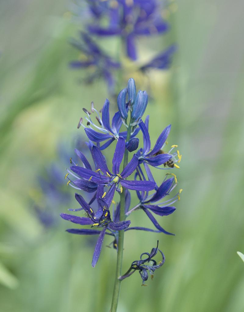 Camassia Esculenta, Light To Deep Violet Blue Star Shaped Flowers - View 16 from www redcrocus com