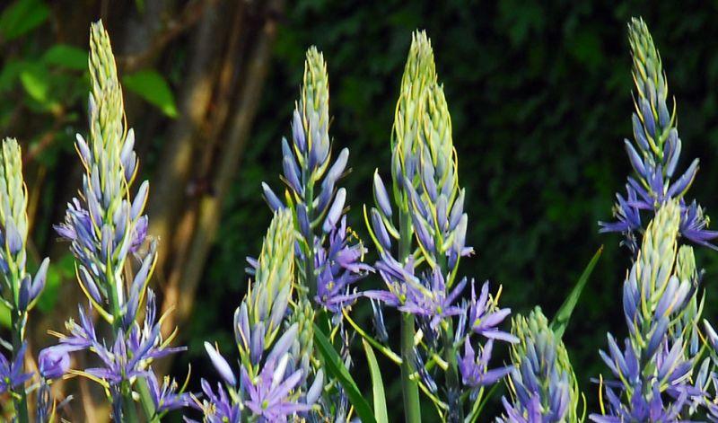 Camassia Esculenta, Light To Deep Violet Blue Star Shaped Flowers - View 1 from www redcrocus com