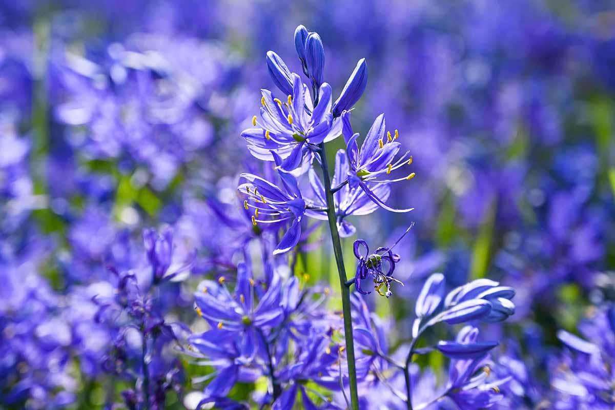 Camassia Esculenta, Light To Deep Violet Blue Star Shaped Flowers - View 20 from www redcrocus com