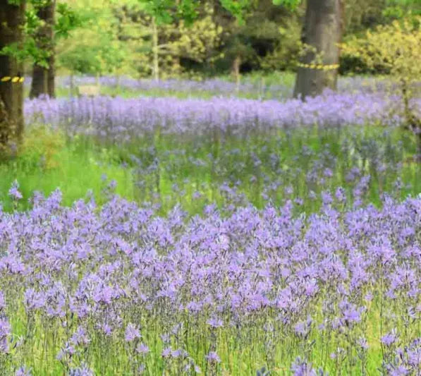 Camassia Esculenta, Light To Deep Violet Blue Star Shaped Flowers - View 22 from www redcrocus com