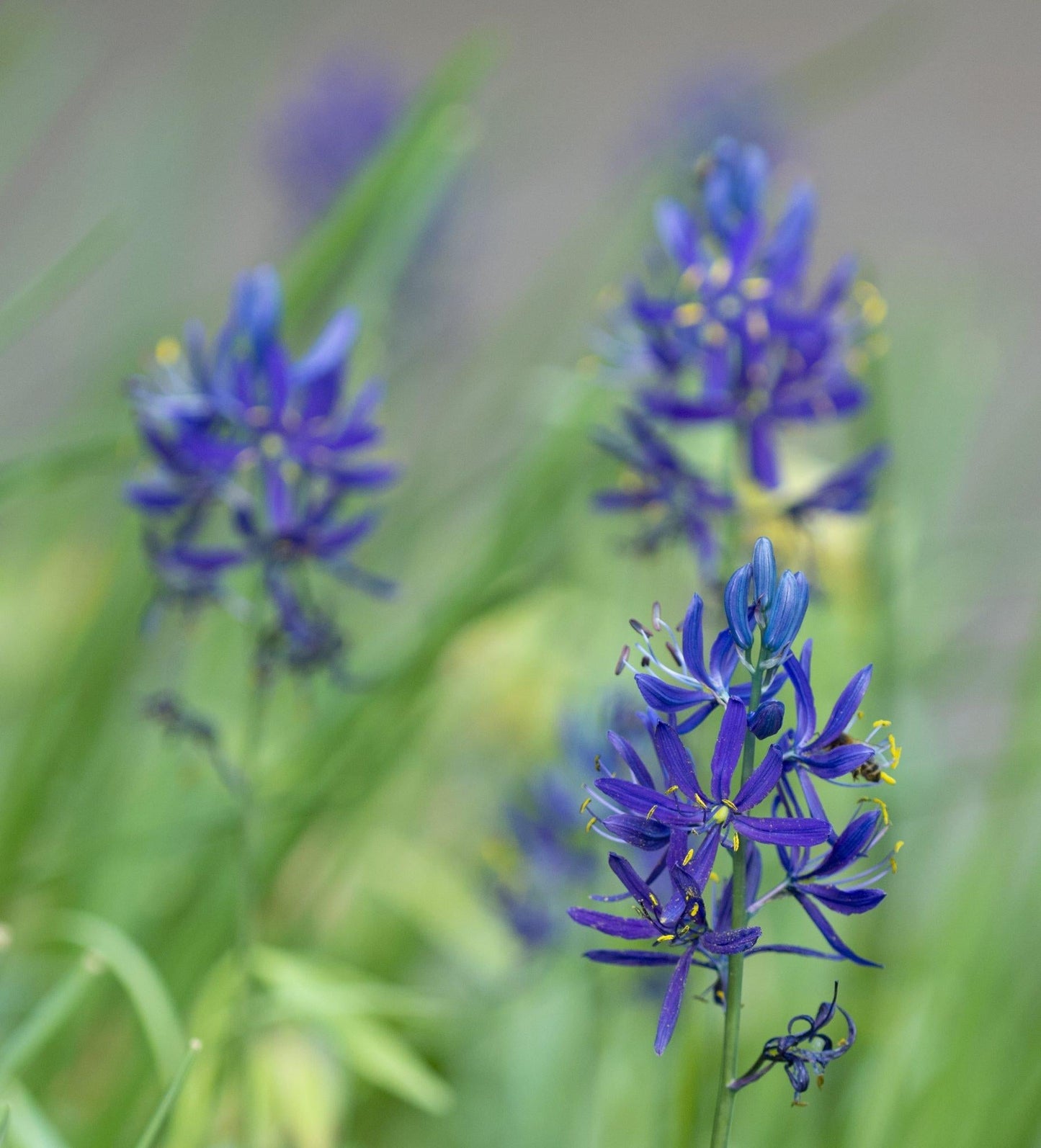 Camassia Esculenta, Light To Deep Violet Blue Star Shaped Flowers - View 5 from www redcrocus com