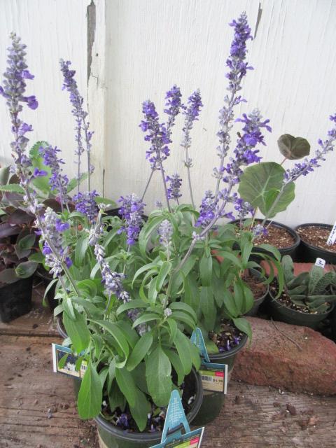 Camassia Esculenta, Light To Deep Violet Blue Star Shaped Flowers - View 6 from www redcrocus com