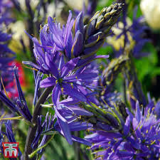 Wild Hyacinth-Pale Lavender-Perfect for Gardens 50 in Box