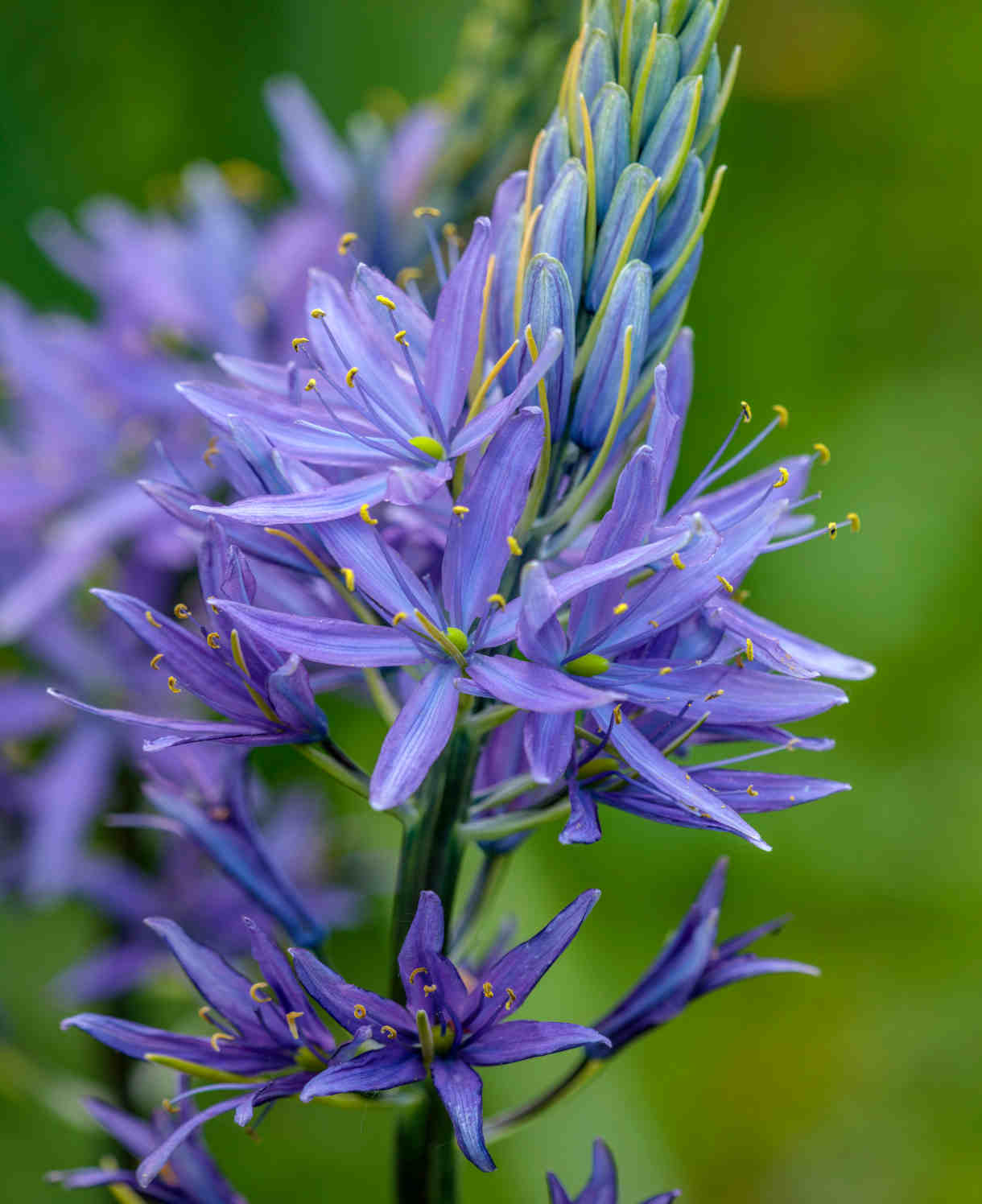 Wild Hyacinth-Pale Lavender-Perfect for Gardens 50 in Box