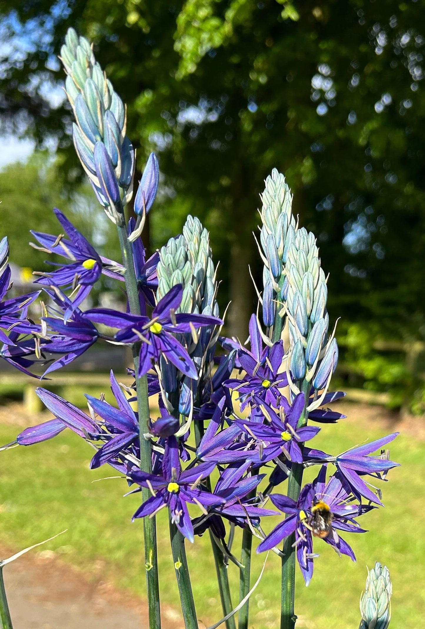 Wild Hyacinth-Pale Lavender-Perfect for Gardens 50 in Box