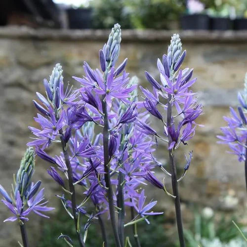 Wild Hyacinth-Pale Lavender-Perfect for Gardens 50 in Box
