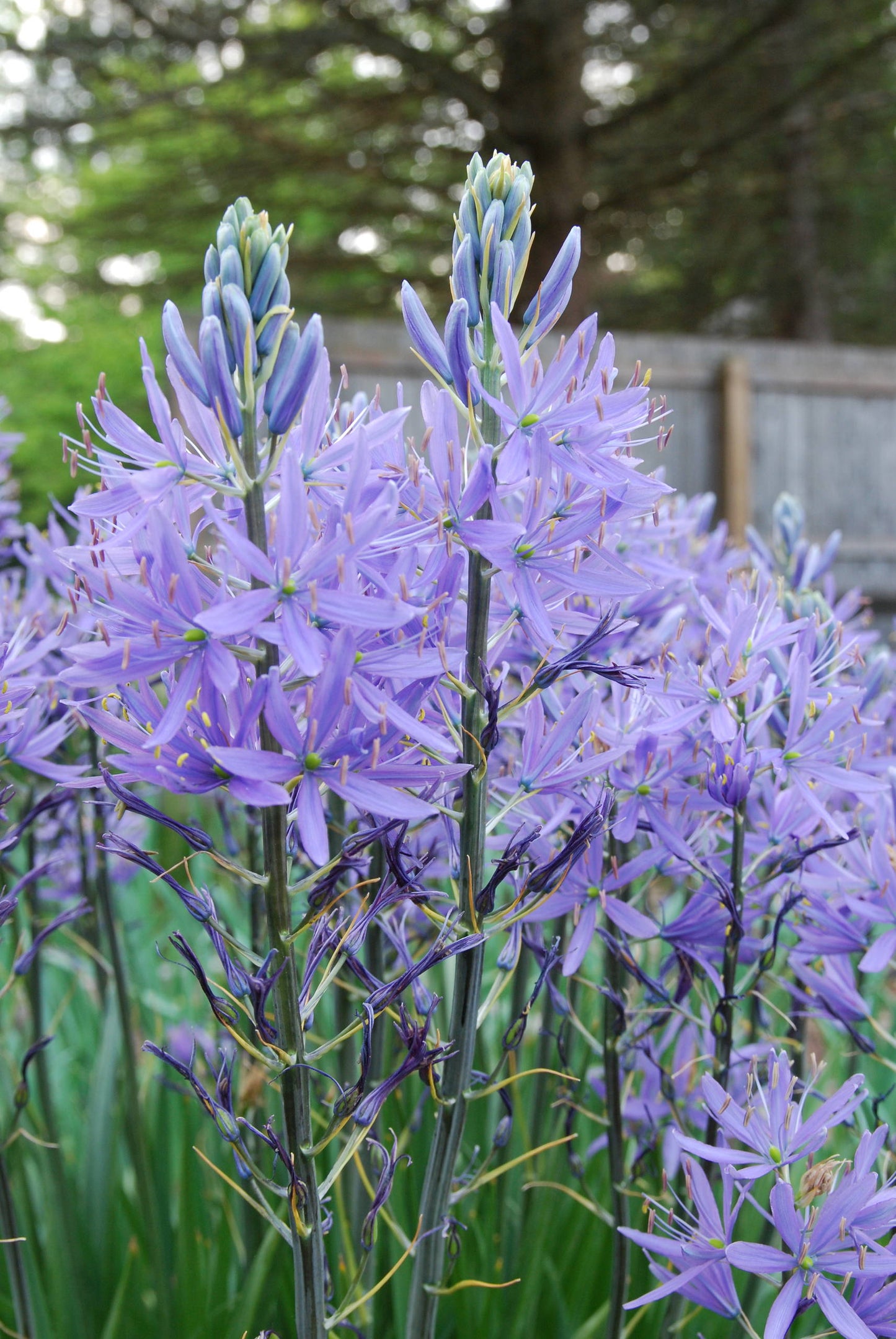 Wild Hyacinth-Pale Lavender-Perfect for Gardens 50 in Box