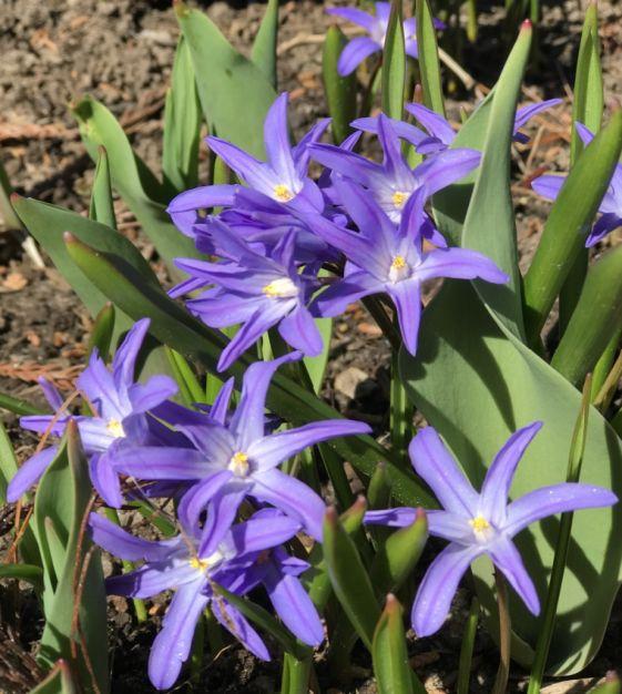 Chionodoxa Luciliae 'glory Of The Snow', Purple - View 10 from www redcrocus com