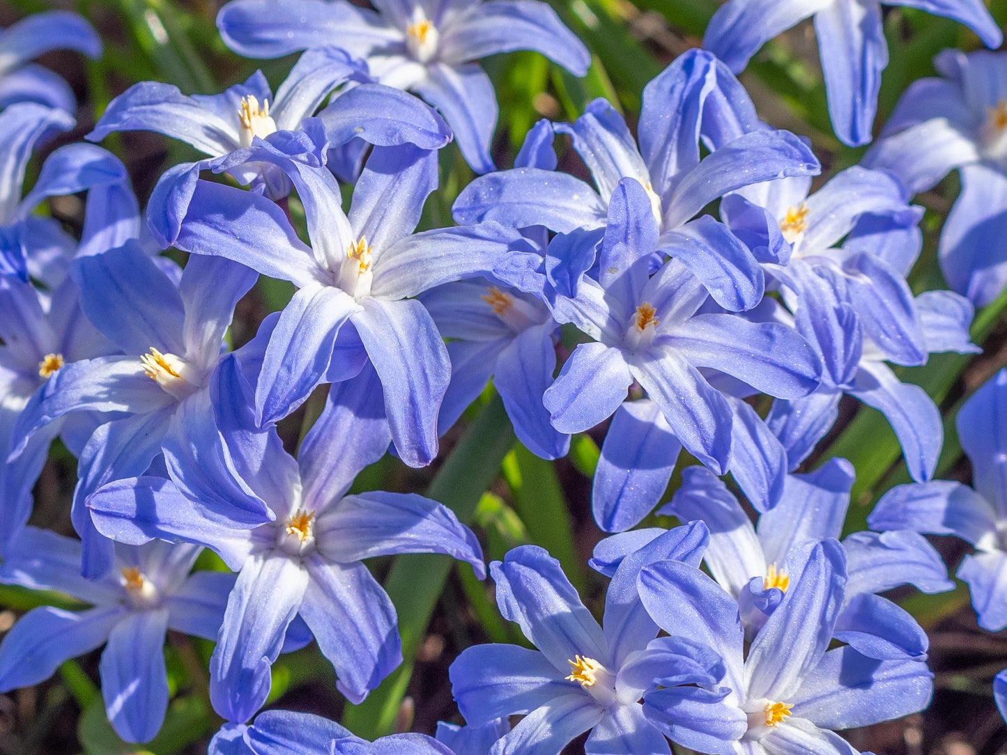 Chionodoxa Luciliae 'glory Of The Snow', Purple - View 12 from www redcrocus com