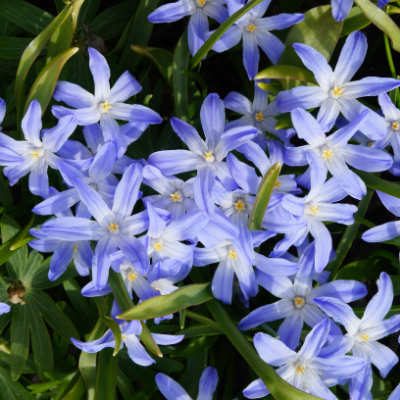Chionodoxa Luciliae 'glory Of The Snow', Purple - View 13 from www redcrocus com