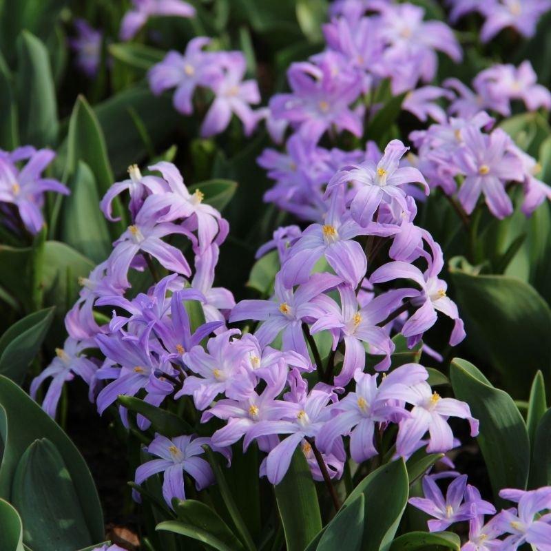 Chionodoxa Luciliae 'glory Of The Snow', Purple - View 14 from www redcrocus com