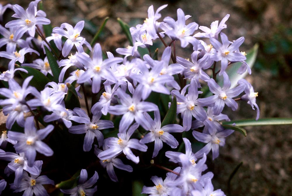 Chionodoxa Luciliae 'glory Of The Snow', Purple - View 15 from www redcrocus com