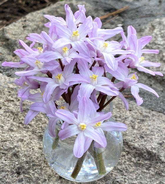 Chionodoxa Luciliae 'glory Of The Snow', Purple - View 16 from www redcrocus com