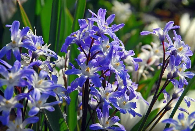 Chionodoxa Luciliae 'glory Of The Snow', Purple - View 21 from www redcrocus com