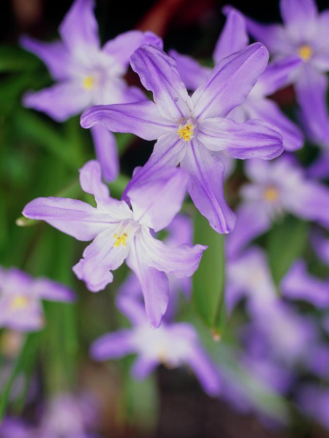Chionodoxa Luciliae 'glory Of The Snow', Purple - View 23 from www redcrocus com