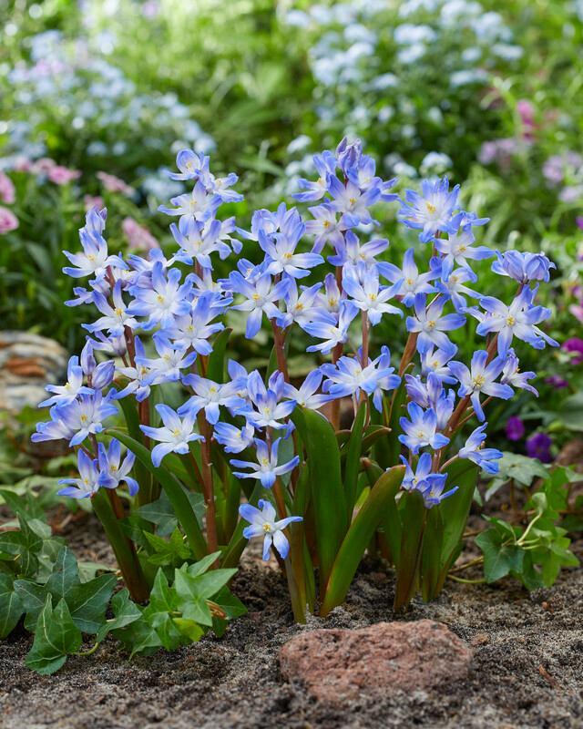 Chionodoxa Luciliae 'glory Of The Snow', Purple - View 24 from www redcrocus com