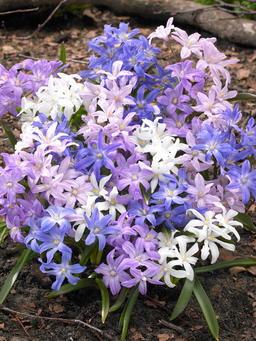 Chionodoxa Luciliae 'glory Of The Snow', Purple - View 4 from www redcrocus com