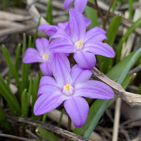 Chionodoxa Luciliae 'glory Of The Snow', Purple - View 6 from www redcrocus com