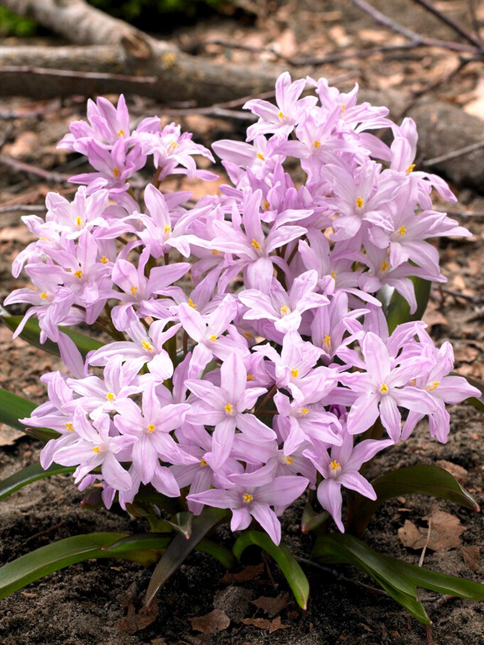 Chionodoxa Luciliae 'glory Of The Snow', Purple - View 7 from www redcrocus com