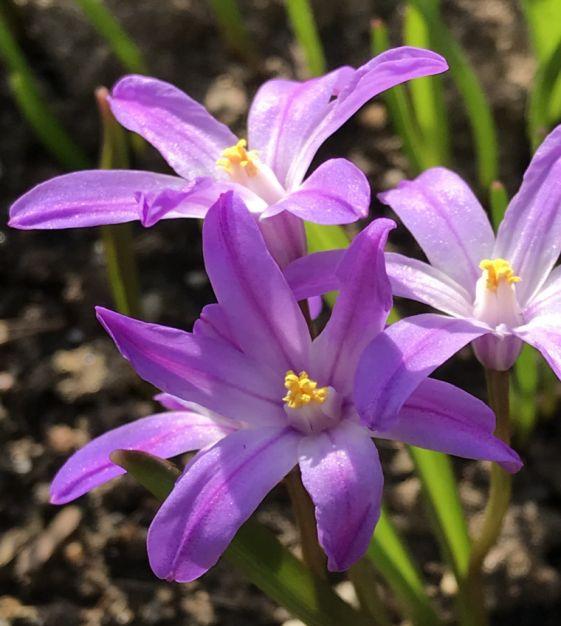 Chionodoxa Luciliae 'glory Of The Snow', Purple - View 8 from www redcrocus com
