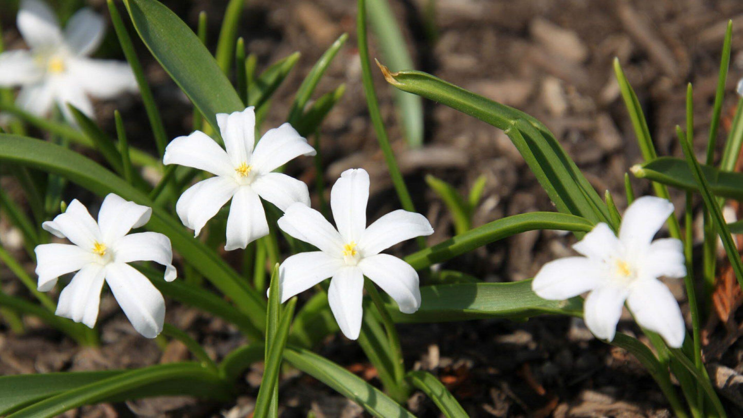 Chionodoxa Luciliae 'alba', White - View 10 from www redcrocus com