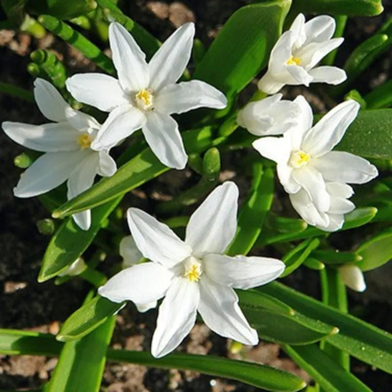Chionodoxa Luciliae 'alba', White - View 18 from www redcrocus com