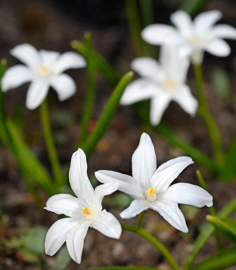 Chionodoxa Luciliae 'alba', White - View 23 from www redcrocus com