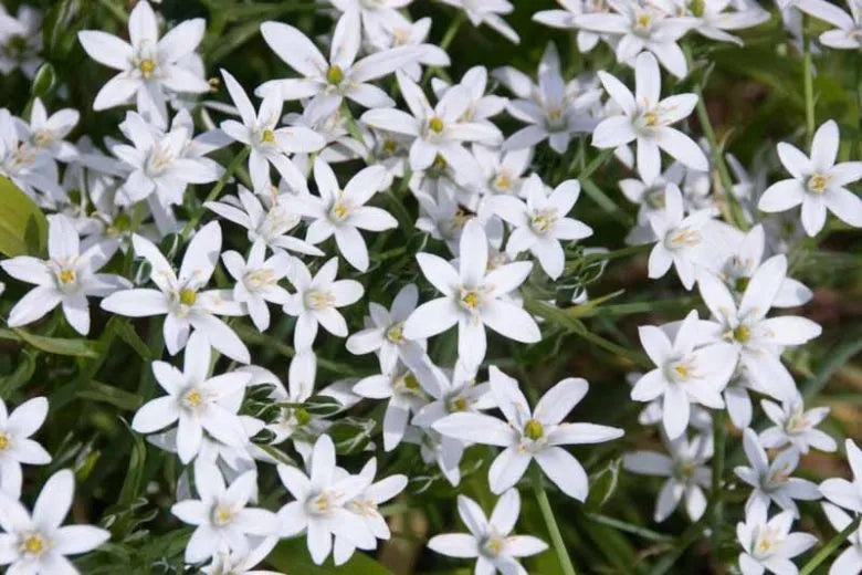 Chionodoxa Luciliae 'alba', White - View 2 from www redcrocus com
