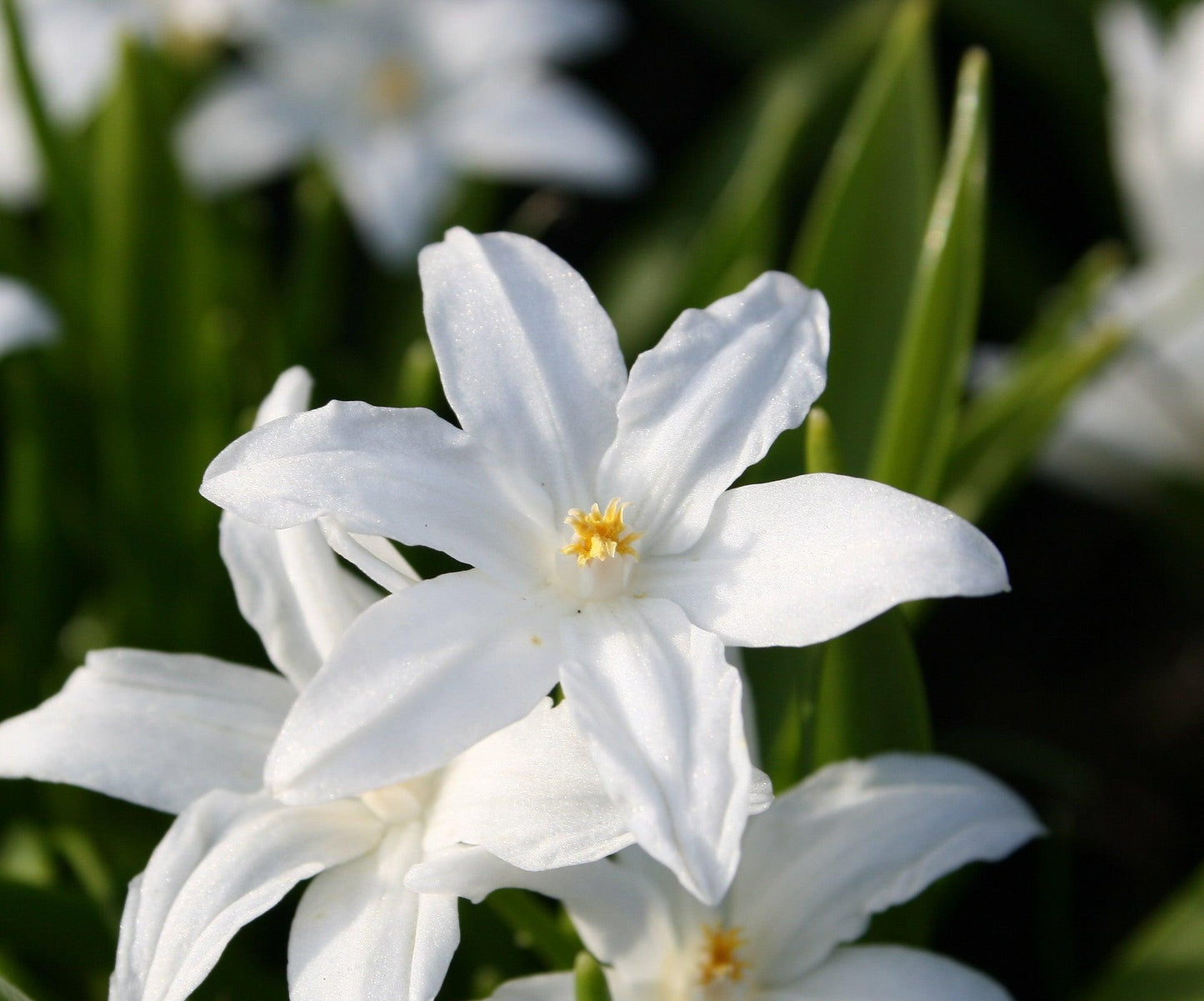 Chionodoxa Luciliae 'alba', White - View 9 from www redcrocus com
