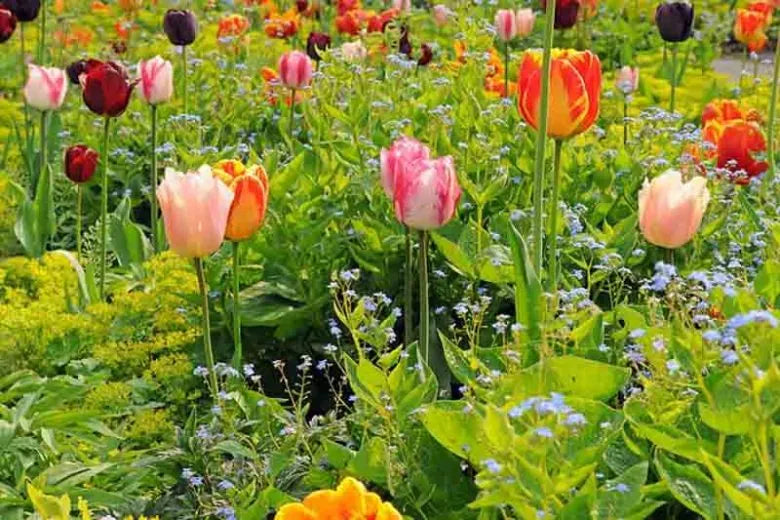 Crocus, Large Flowerbulbs Ing, 'golden Yellow', Golden Yellow - View 11 from www redcrocus com