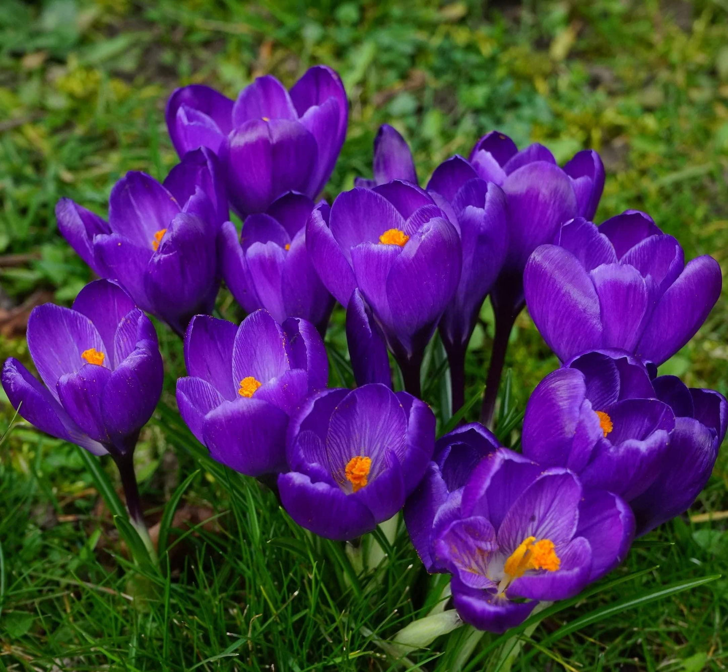 Crocus, Large Flowerbulbs Ing, 'flower Record', Dark Blue Purple - View 12 from www redcrocus com