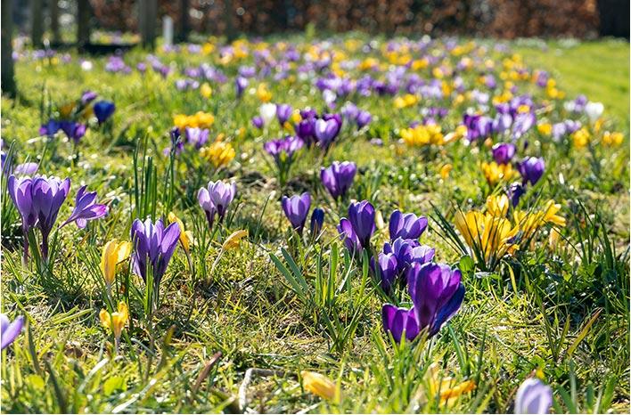 Crocus, Large Flowerbulbs Ing, 'flower Record', Dark Blue Purple - View 2 from www redcrocus com
