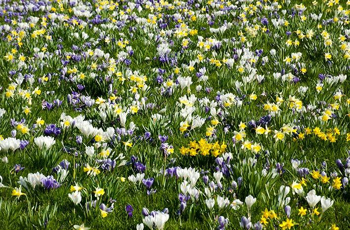 Crocus, Large Flowerbulbs Ing, 'flower Record', Dark Blue Purple - View 9 from www redcrocus com