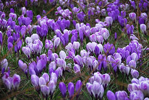 Blue Moon Mixture Crocus-Large Flowering-Charming Garden Addition 200 in Box