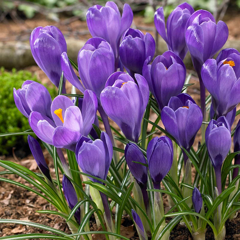 Blue Moon Mixture Crocus-Large Flowering-Charming Garden Addition 200 in Box