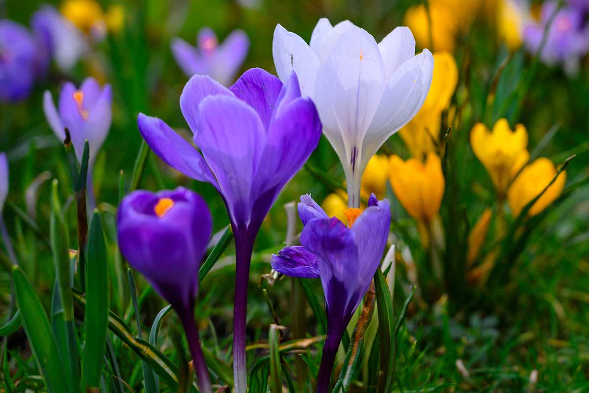 Blue Moon Mixture Crocus-Large Flowering-Charming Garden Addition 200 in Box