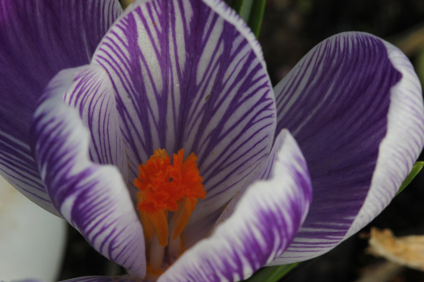 Crocus, Large Flowerbulbs Ing, 'blue Moon Mixture' - View 16 from www redcrocus com