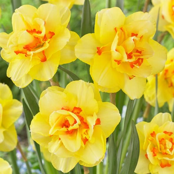 Daffodil, Double, 'tahiti', Yellow With Yellow Orange Center - View 11 from www redcrocus com