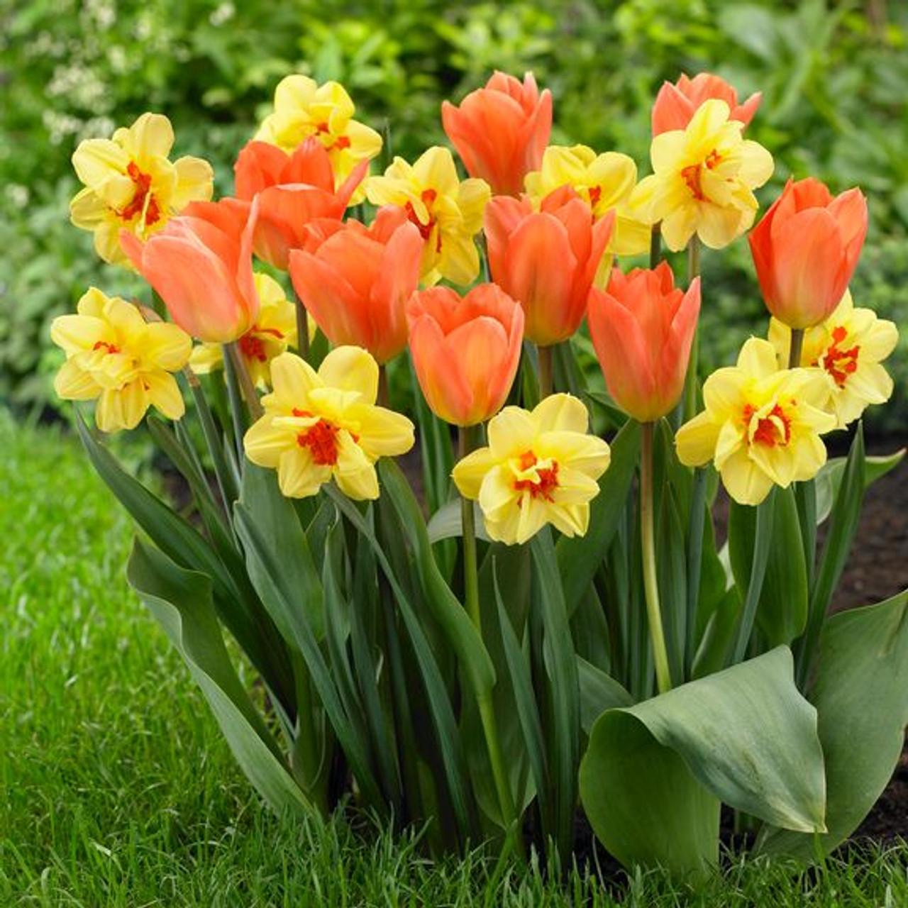 Daffodil, Double, 'tahiti', Yellow With Yellow Orange Center - View 12 from www redcrocus com