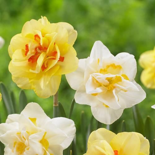 Daffodil, Double, 'tahiti', Yellow With Yellow Orange Center - View 14 from www redcrocus com