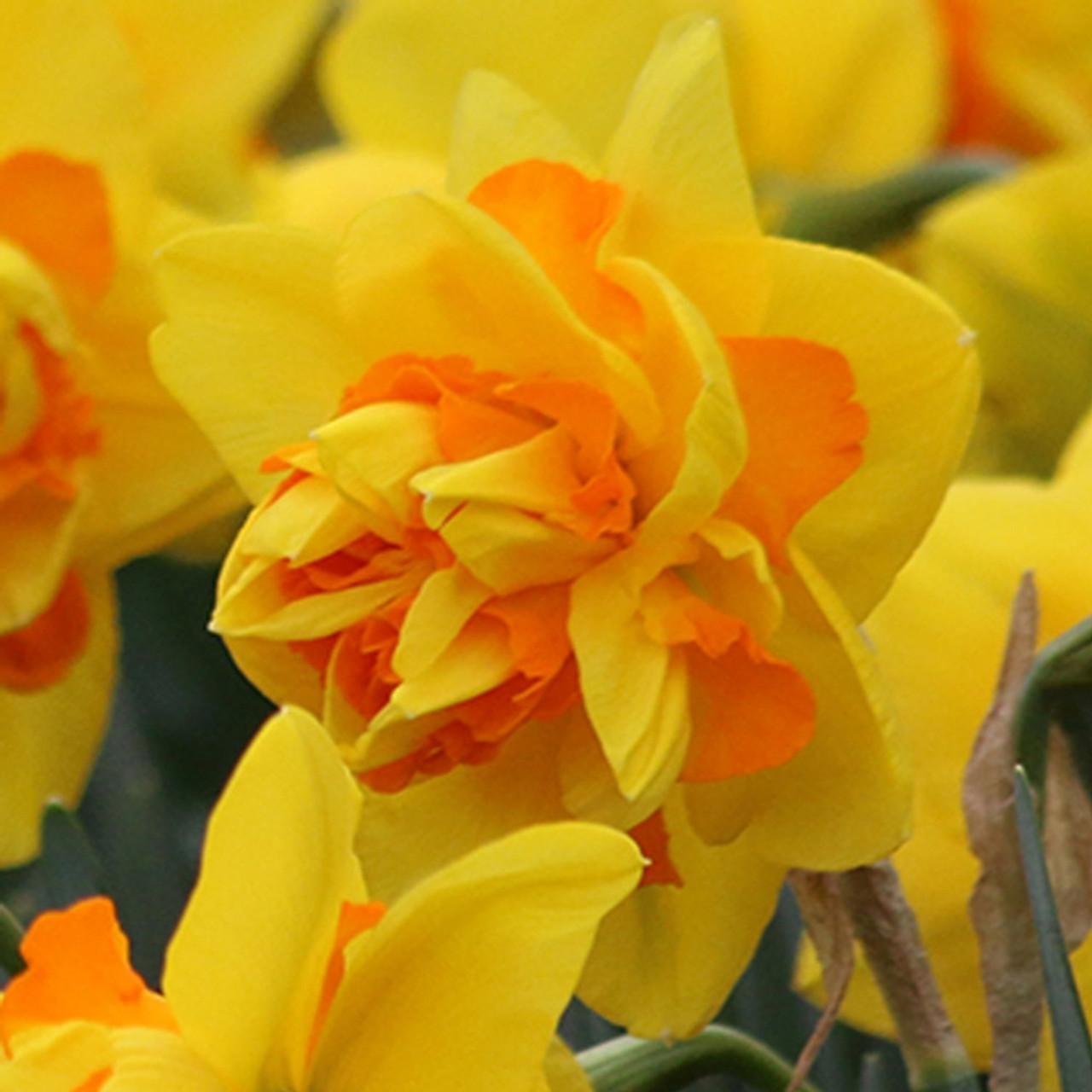Daffodil, Double, 'tahiti', Yellow With Yellow Orange Center - View 15 from www redcrocus com