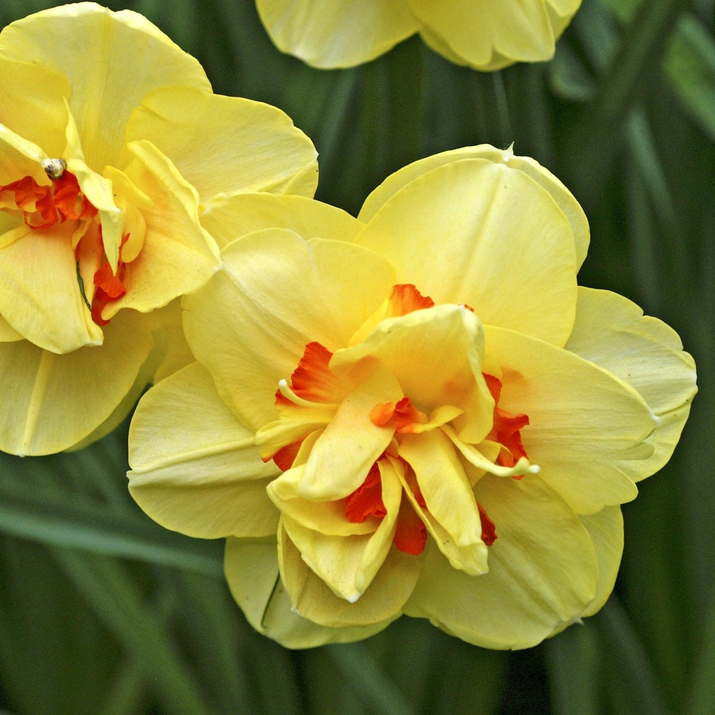 Daffodil, Double, 'tahiti', Yellow With Yellow Orange Center - View 17 from www redcrocus com