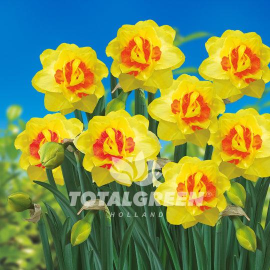 Daffodil, Double, 'tahiti', Yellow With Yellow Orange Center - View 18 from www redcrocus com