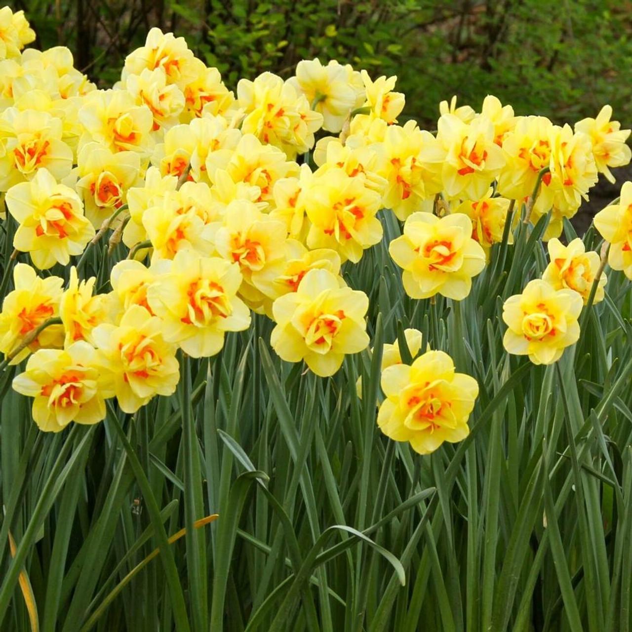 Daffodil, Double, 'tahiti', Yellow With Yellow Orange Center - View 20 from www redcrocus com