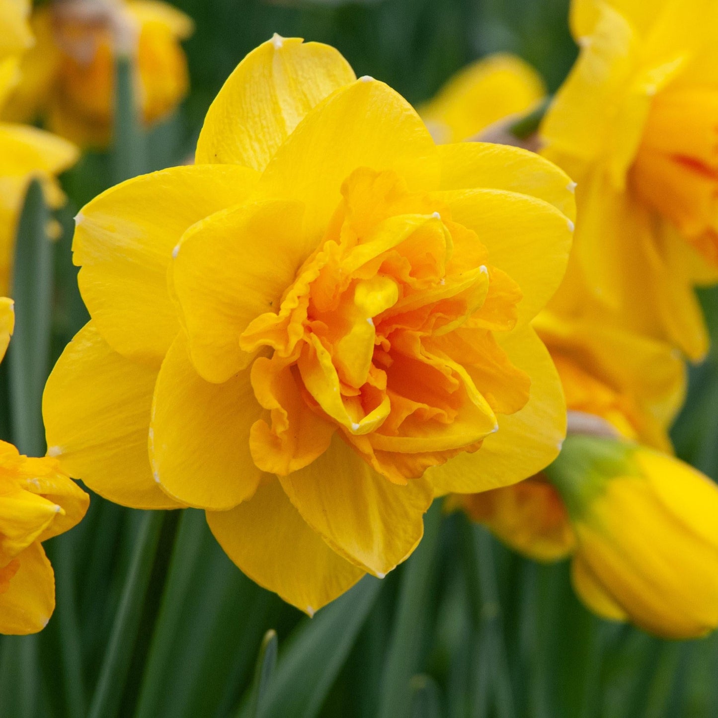 Daffodil, Double, 'tahiti', Yellow With Yellow Orange Center - View 21 from www redcrocus com