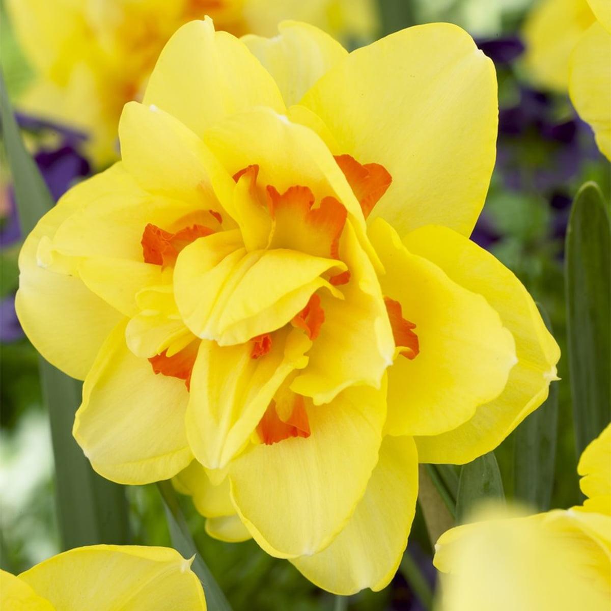 Daffodil, Double, 'tahiti', Yellow With Yellow Orange Center - View 23 from www redcrocus com